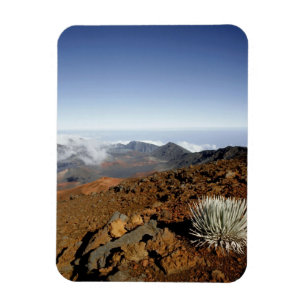 Magnet Flexible Silversword sur le bord du cratère Haleakala de pr