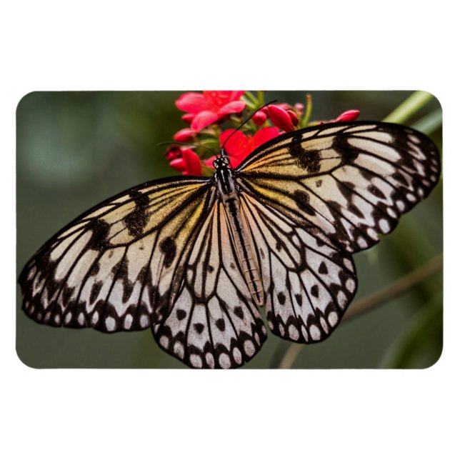 Magnet Flexible Simplement un papillon Paper Kite (Horizontal)