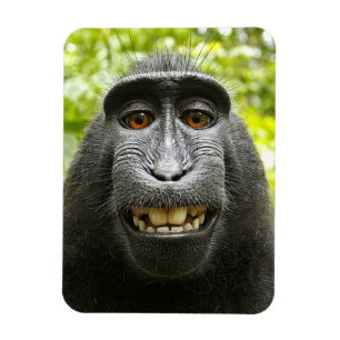 Magnet Flexible Singe de Macaque crêté de sourire de Celebes