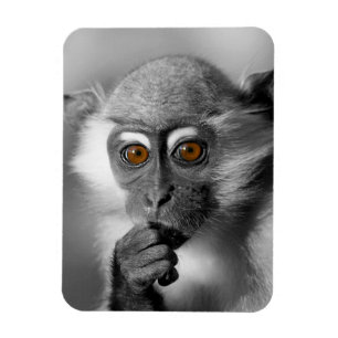 Magnet Flexible Singe de Mangabey de bébé
