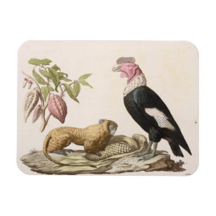 Magnet Flexible Singe et condor de lion, indigènes au Chili ou en