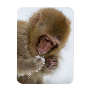 Magnet Flexible Singe japonais de neige du Macaque de bébé