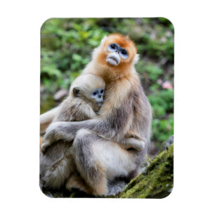 Magnet Flexible Singe nez retroussé doré avec bébé
