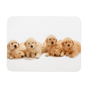 Magnet Flexible Six Marionnettes Golden Retriever