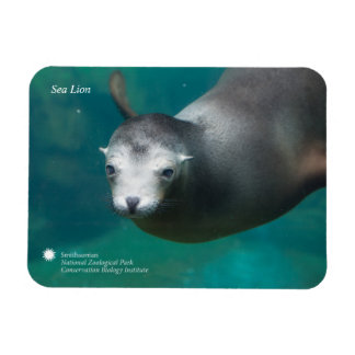 Magnet Flexible Smithsonian | Lion de mer