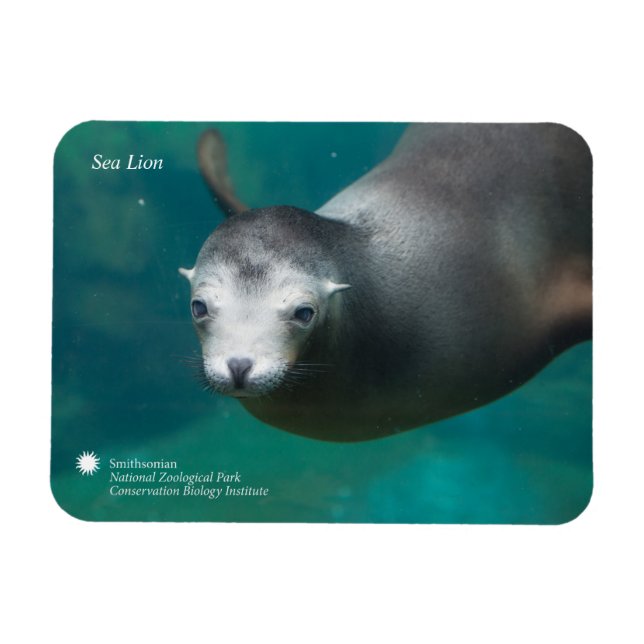Magnet Flexible Smithsonian | Lion de mer (Horizontal)