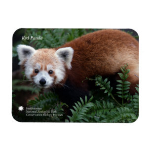 Magnet Flexible Smithsonian   Panda rouge