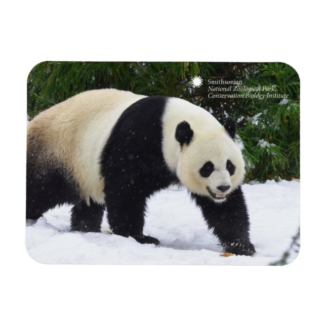 Magnet Flexible Smithsonian | Pandas Géants Dans La Neige (Horizontal)