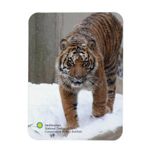 Magnet Flexible Smithsonian Sumatran Tiger Damai
