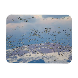 Magnet Flexible Snow geese during