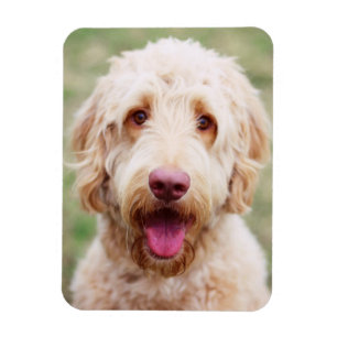Magnet Flexible Souriant d'endoodle doré
