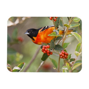 Magnet Flexible South Padre Island, Texas, États-Unis, Oriole de B