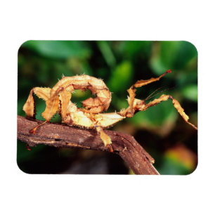 Magnet Flexible Spectre de Macleay (Phasme épineux),