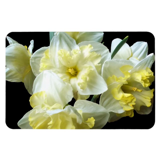 Magnet Flexible Spring Daffodils White Yellow Narcissus Flowers (Horizontal)
