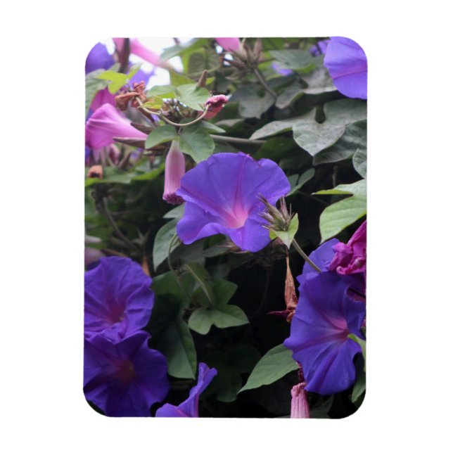 Magnet Flexible Spring Morning Glories en bleu (Vertical)