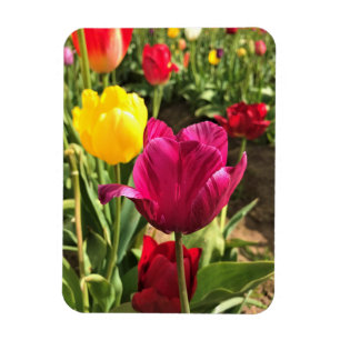 Magnet Flexible Spring tulips, Oregon