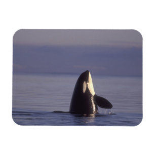 Magnet Flexible Spyhopping Orca Killer Whale (Orca orcinus) près d