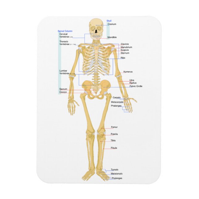 Magnet Flexible Squelette pour médecins (Vertical)