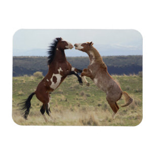 Magnet Flexible Stallions de combat, montagnes de Steens, Oregon