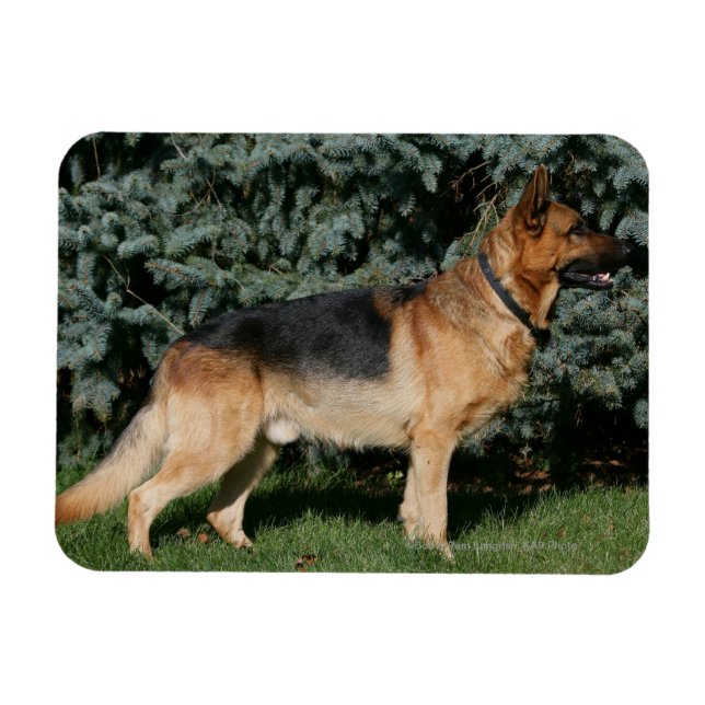 Magnet Flexible Stand de spectacle berger allemand (Horizontal)
