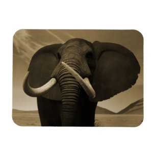 Magnet Flexible Stature de Majestic