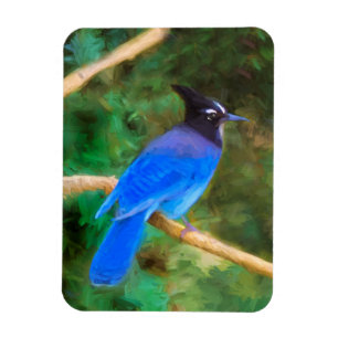 Magnet Flexible Steller's Jay Painting - Art original pour les ois