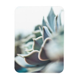 Magnet Flexible Succulent d'Echeveria