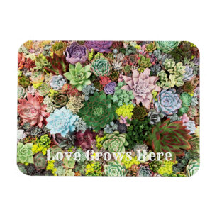 Magnet Flexible Succulents colorés