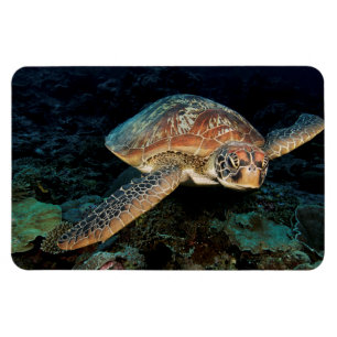 Magnet Flexible Sulawesi   Tortue verte