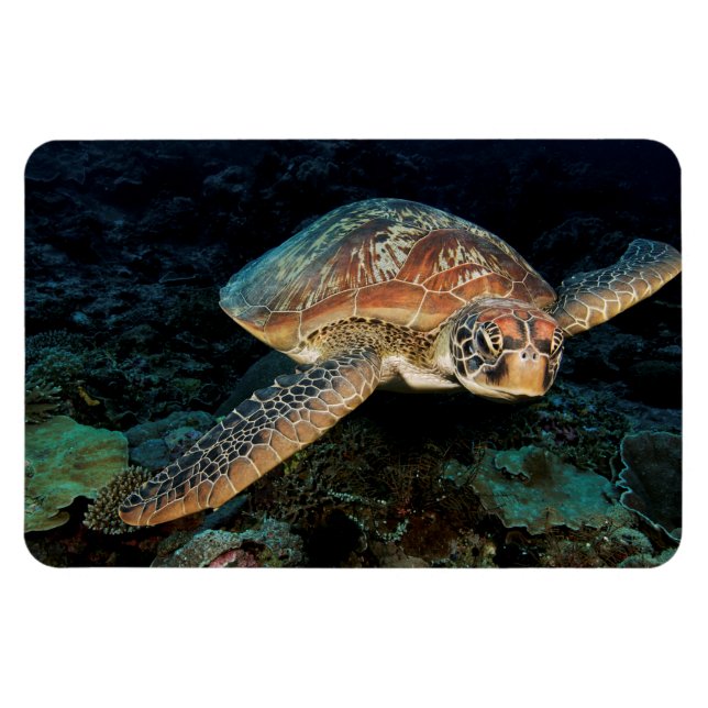 Magnet Flexible Sulawesi | Tortue verte (Horizontal)
