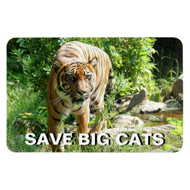 Magnet Flexible Sumatran Tiger (Horizontal)