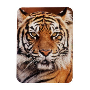 Magnet Flexible Sumatran Tiger