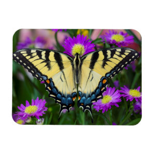 Magnet Flexible Swallowtail Butterfly on daisy