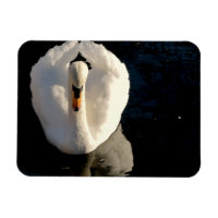 Swan