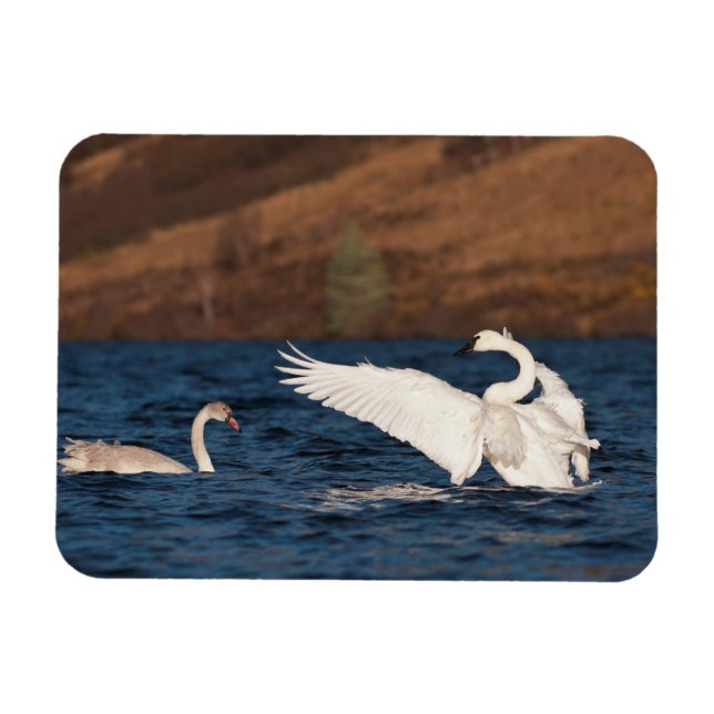 Magnet Flexible Swan (Horizontal)