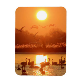 Magnet Flexible Swans dans le lac au coucher du soleil