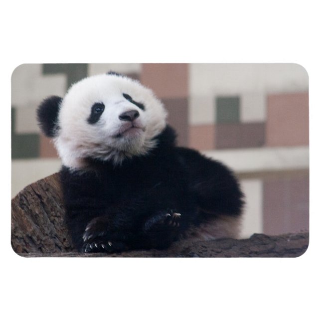 Magnet Flexible Sweet Giant Panda Baby (Horizontal)