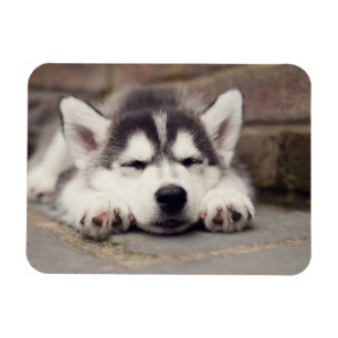 Magnet Flexible Sweet Sibérie Husky Puppy Sleeping