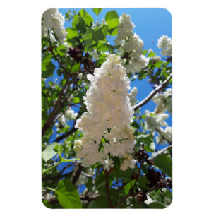 Magnet Flexible Syringa, Arbre à fleurs blanc Lilac