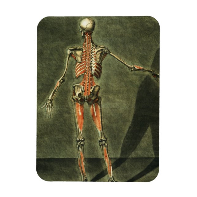 Magnet Flexible Système musculaire profond de l'arrière du corps,  (Vertical)