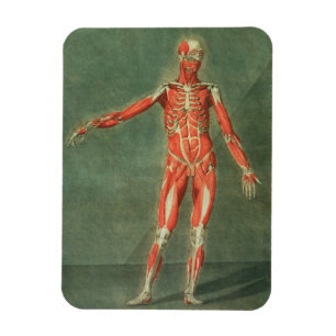 Magnet Flexible Système musculaire superficiel de l'avant de la B