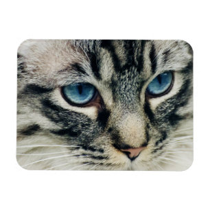 Magnet Flexible Tabby aux yeux bleus face de chat Fermer