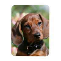 Tan Miniture Dachshund