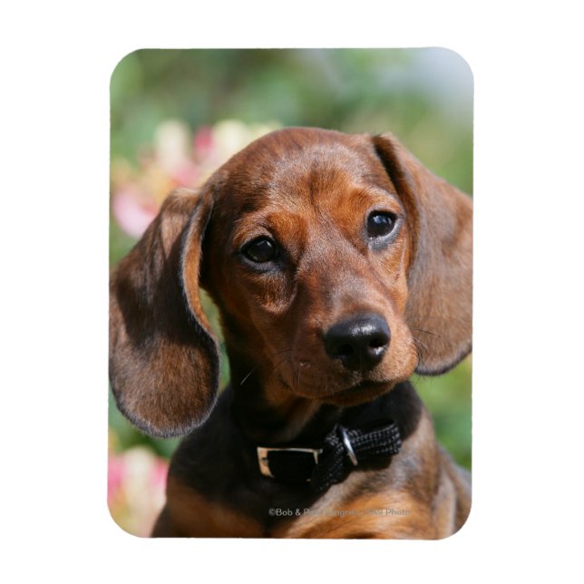 Magnet Flexible Tan Miniture Dachshund (Vertical)