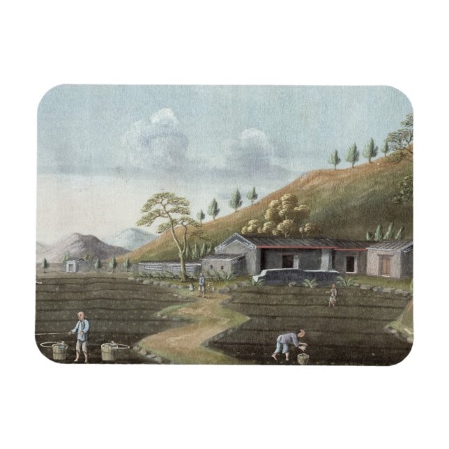 Magnet Flexible Tea planting (w/c on paper) (Horizontal)