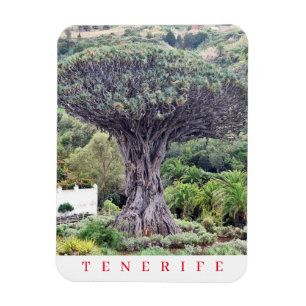 Magnet Flexible Tenerife Dragon Tree vue aimant frigo