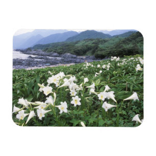 Magnet Flexible Teppo Yuri (Lily), Yakushima, Kagoshima, Japon