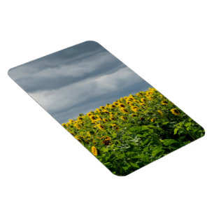 Magnet Flexible Terrain de tournesol.