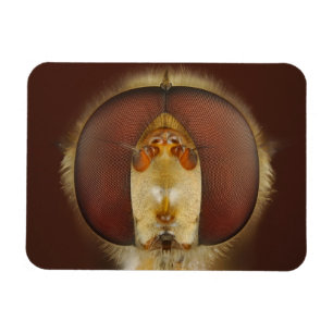 Magnet Flexible Tête et yeux composés d'une mouche