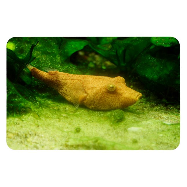 Magnet Flexible Tetraodon miurus (Horizontal)